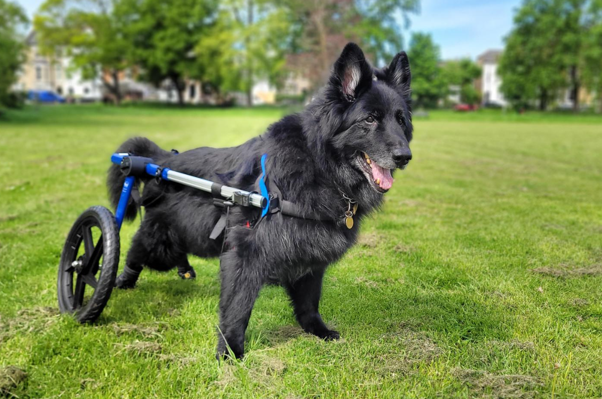What is Degenerative Myelopathy in Your Dog?
