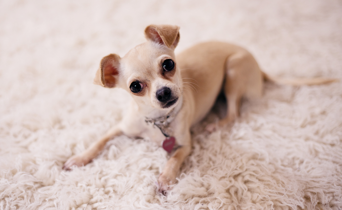 "I have a very tiny 2kg Chihuahua who had luxating patella surgery, making her much worse"
