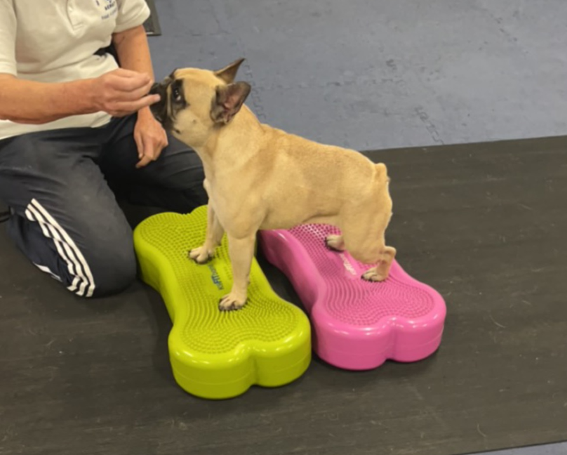 "Teddy had IVDD Stage 5 she is 10 weeks post op having physio and hydro once a week and has gone from nothing happening in the rear to fully barring weight and can take short burst of steps"