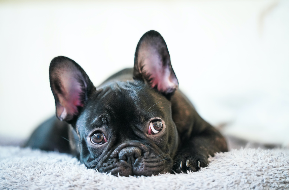 "Our dog has very itchy and flaky skin, she is constantly itching and chewing her paws and seems so uncomfortable"