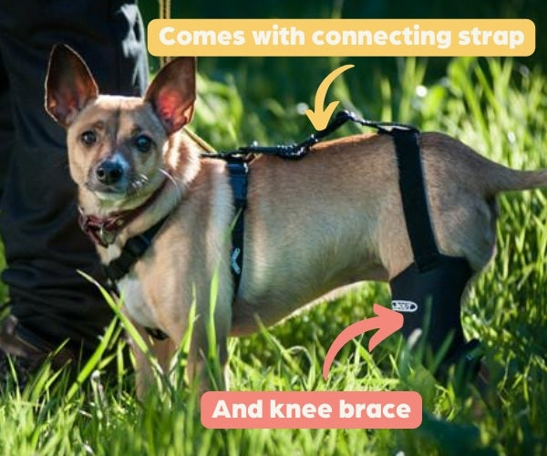 Walkabout Cruciate Dog Knee Brace (knee brace + connecting strap)