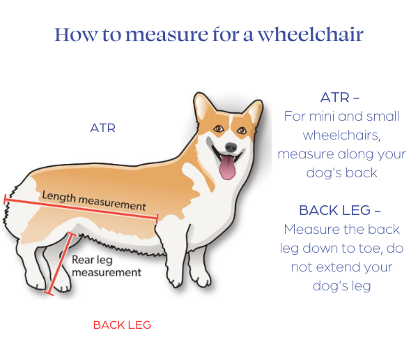 Corgi Dog Wheelchair UK