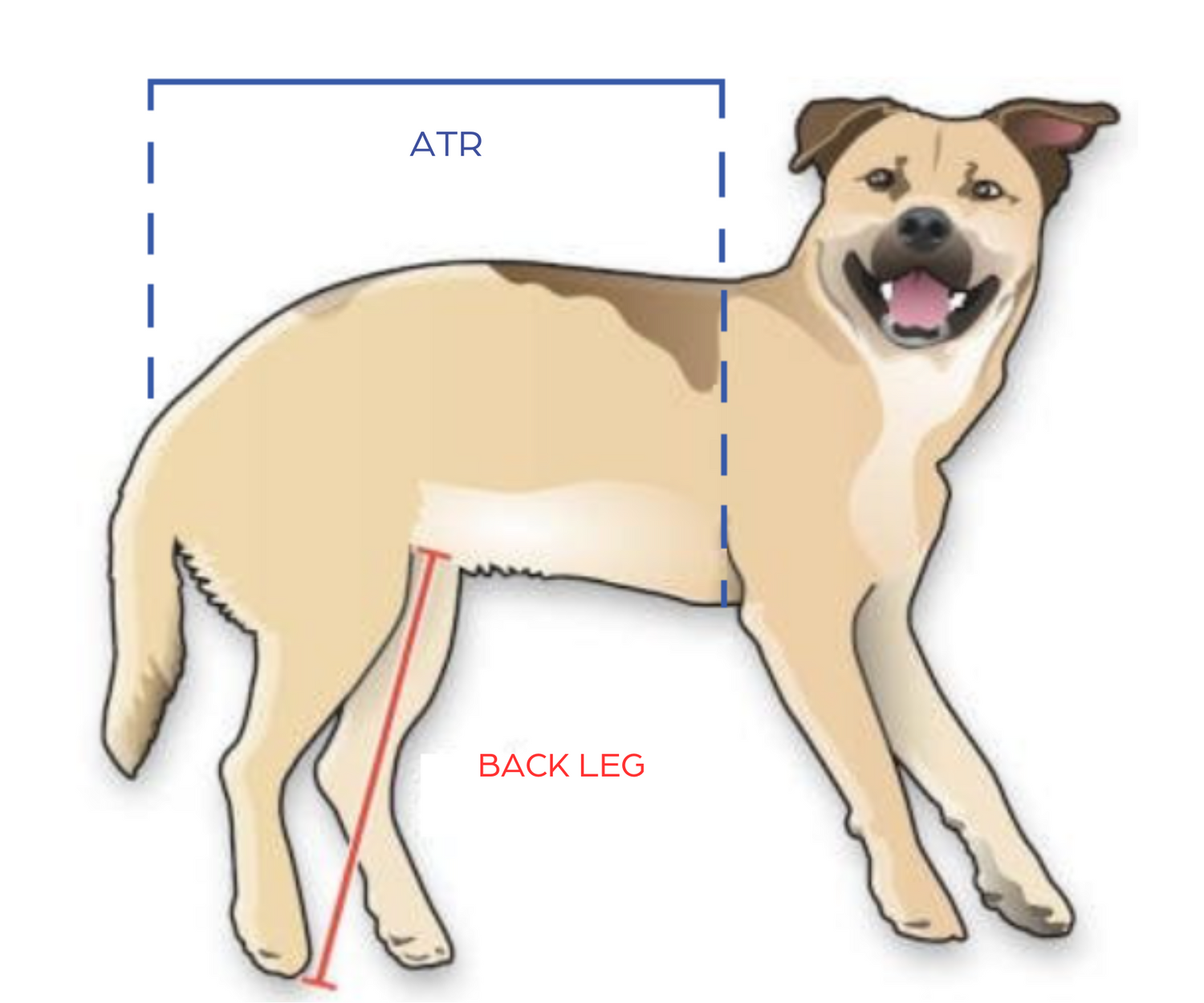 How to Measure a Walkin Wheelchair