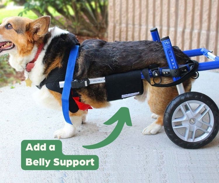 Belly Support - Give Your Dog Extra Back Support (Walkin Wheelchairs)