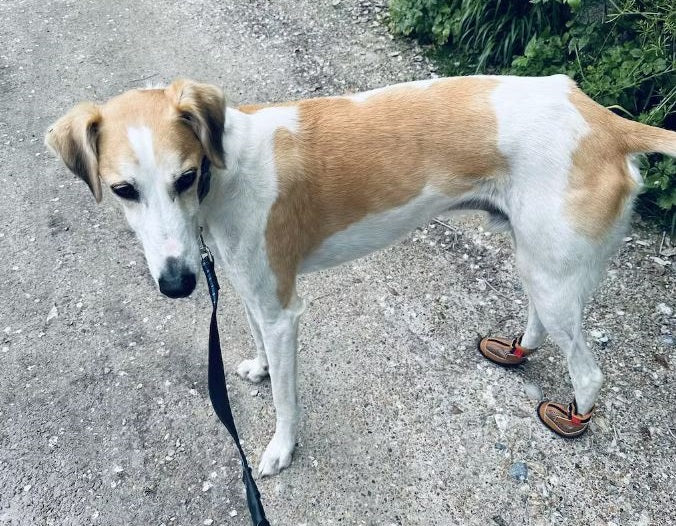 Bingo, wearing his Hunnyboots