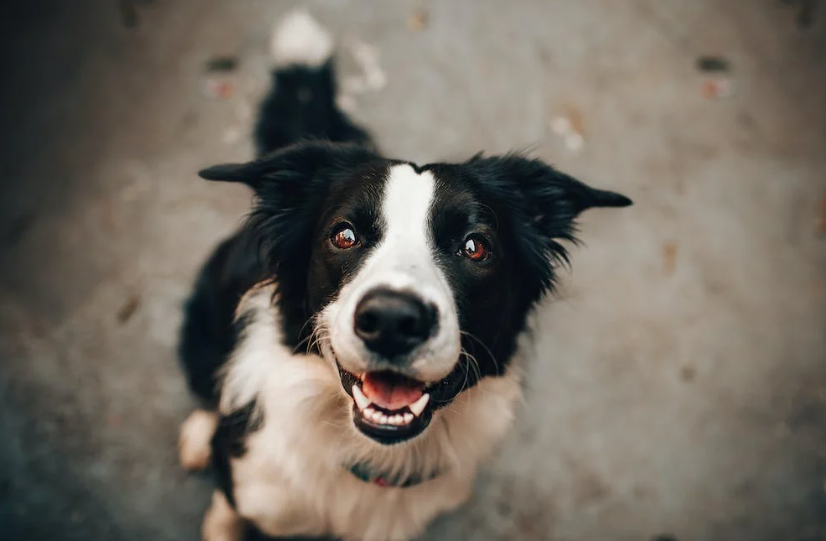 "Our Border Collie is 3 years old"