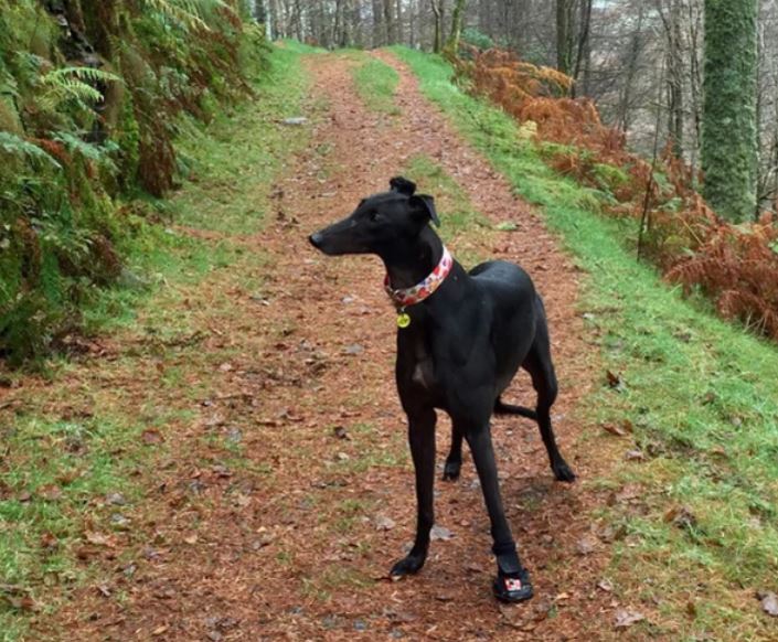 Ebony, wearing Therapaw boots