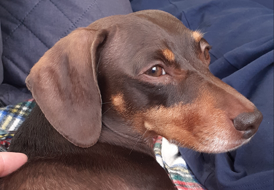 "This is Bella she is 4, she is suffering from IVDD we opted for Conservative Management instead of surgery"