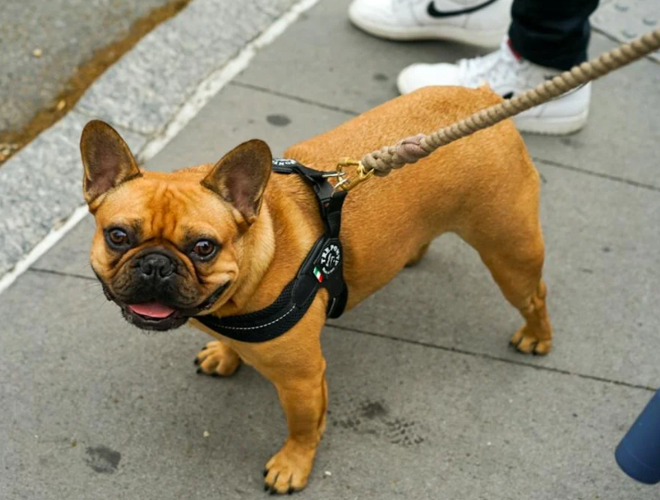 "My Frenchie had an IVDD flare up and the vet said she had Stage 1 or 2. So we are on meds, rest and a back brace"