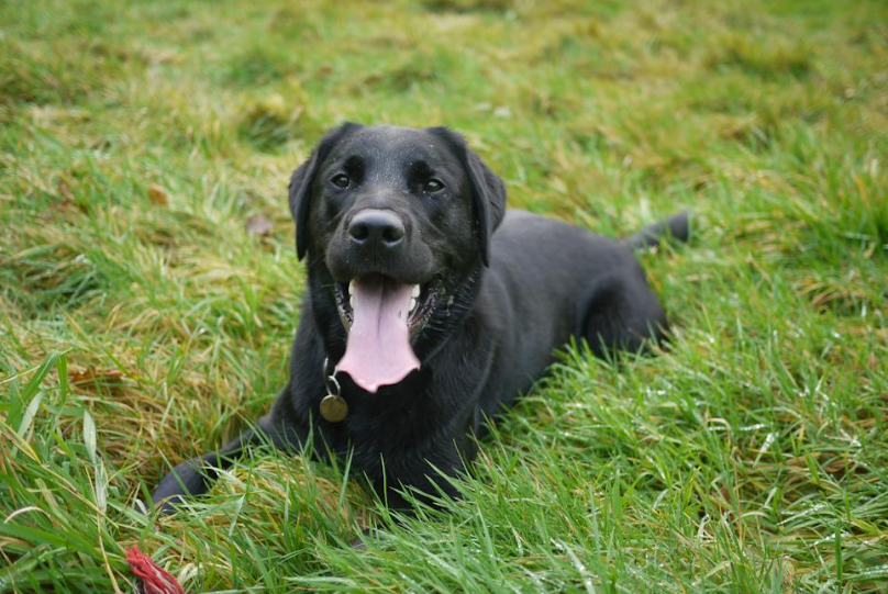 "My elderly Labrador has had elbow dysplasia since young and now has end-stage arthritis"