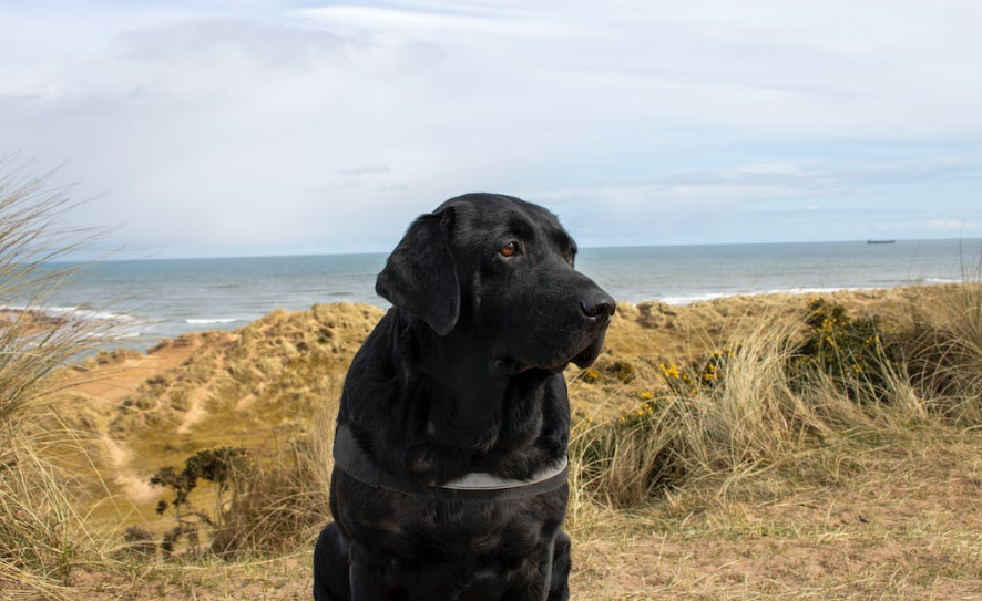 "Our 11yr Labrador was diagnosed with hip arthritis and partial dislocation. He was advised for surgery."