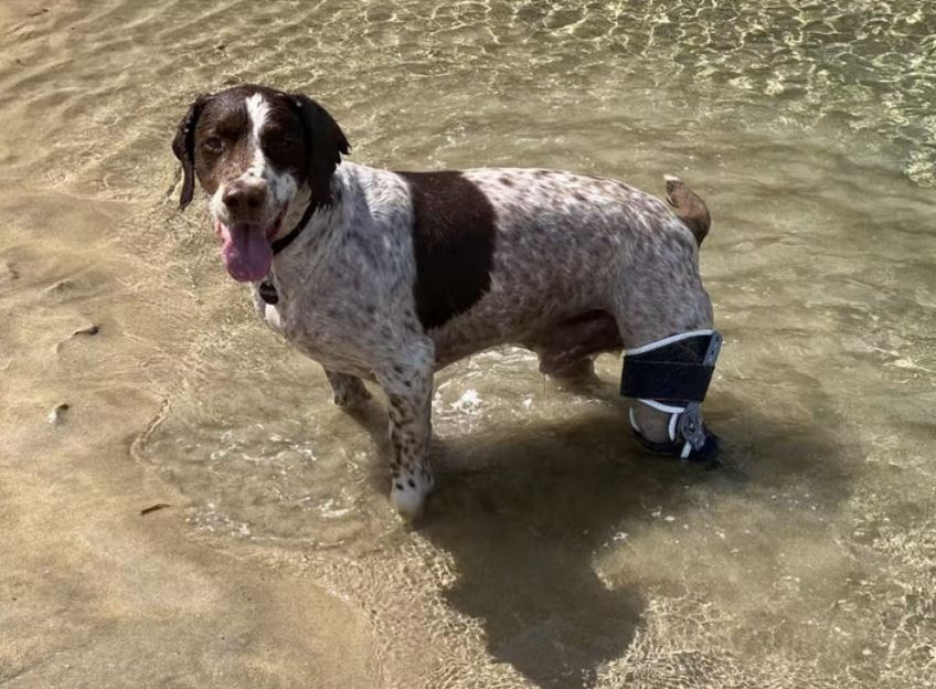 "My spaniel had a TPLO operation in January. This brace offered the support and protection that his leg needed, while on holiday in Cornwall"