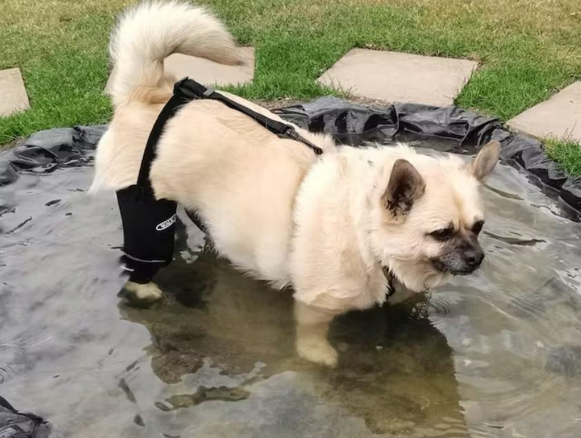 Alfie, wearing the Walkabout Knee Brace