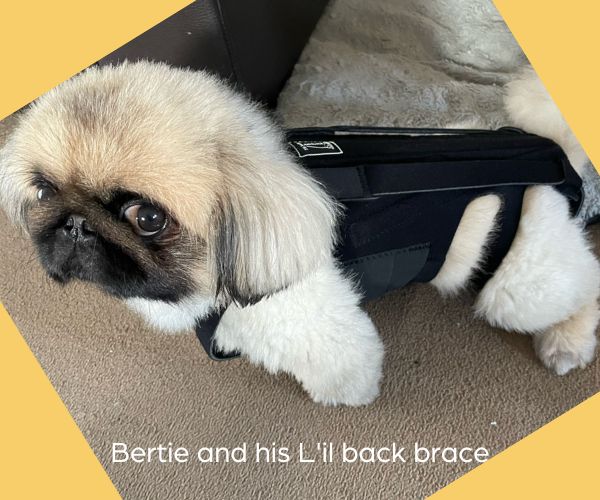 L'il Back Bracer - Dog Back Brace (light support)