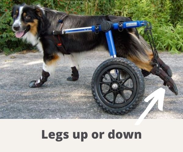 Dog Wheelchair UK - Walkin Wheels
