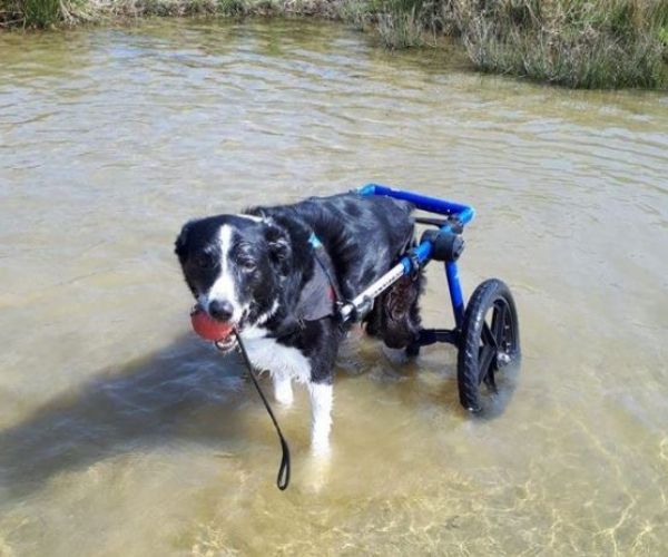 Dog Wheelchair UK - Walkin Wheels