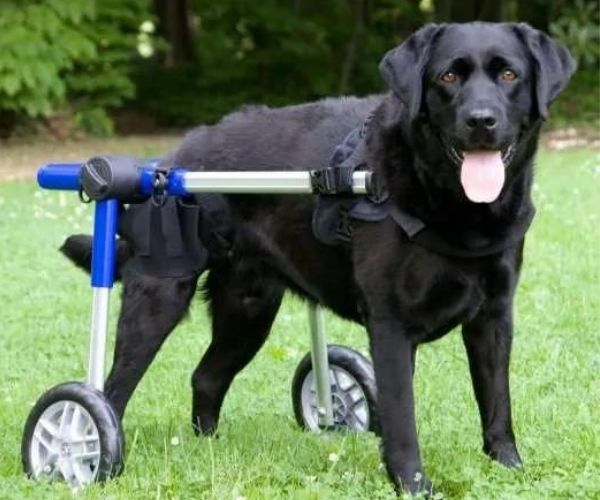Dog Wheelchair UK - Walkin Wheels
