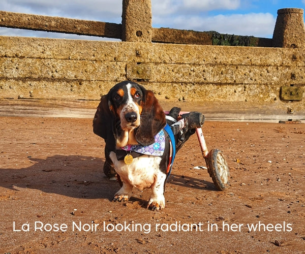 Dog Wheelchair UK - Walkin Wheels