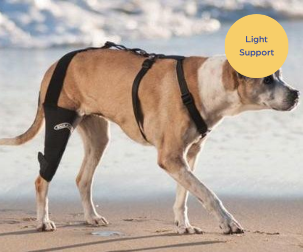Walkabout Cruciate Dog Knee Brace (knee brace + connecting strap)