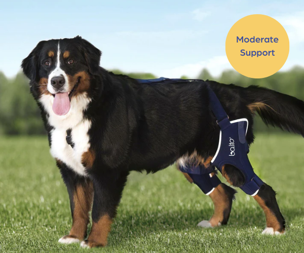 Balto® Jump Double - Support Both Knees with a Cruciate Ligament Dog Knee Brace