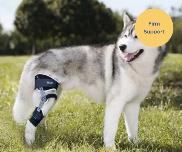 Balto® Ligatek - Adjustable Hinged Dog Knee Brace