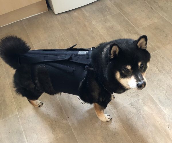 L'il Back Bracer - Dog Back Brace (light support)