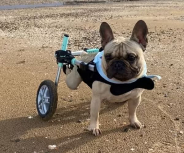 French Bulldog Dog Wheelchair UK - Walkin Wheels
