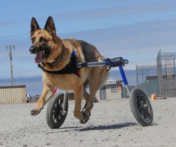 German Shepherd Dog Wheelchair UK - Walkin Wheels