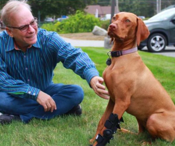40% Off - Walkin' Full Adjustable Dog Splint - Front or Back Leg (firm)