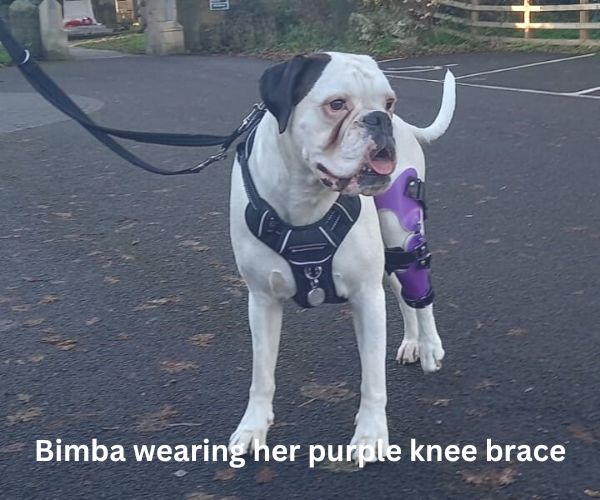 Custom Knee Brace for Your Dog UK - For Cruciate Ligaments, Arthritis or Weak Knees