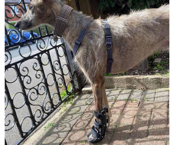 Walkin Full Dog Leg Splint (front or back leg)