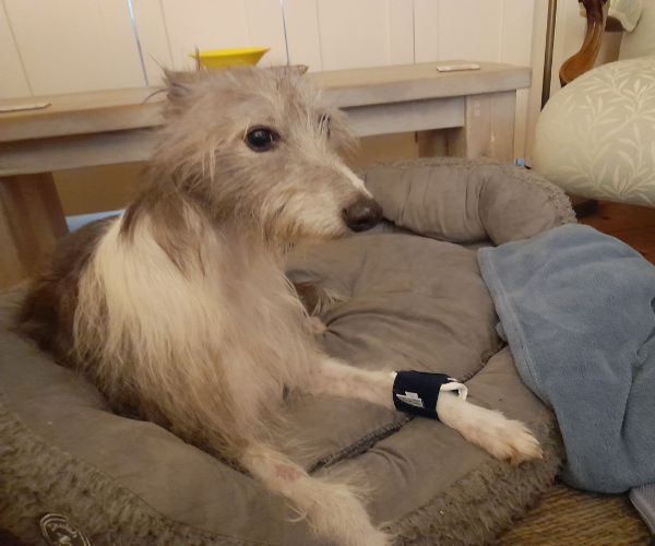 Balto® Joint Dog Carpal Compression Band - Moderate Support with Removable Splints