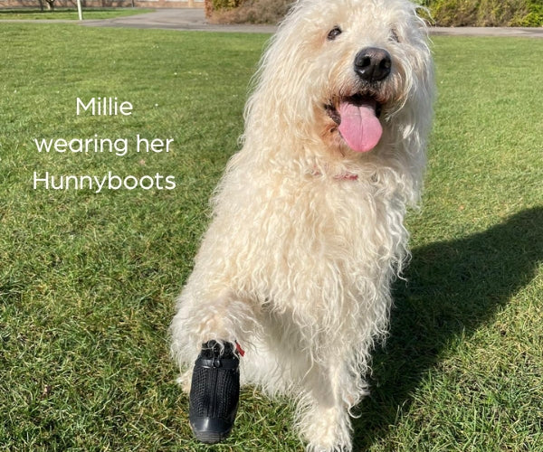 Hunnyboots - Set of Two Greyhound Boots V4 (a pair)