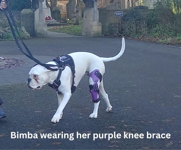 Custom Knee Brace for Your Dog UK - For Cruciate Ligaments, Arthritis or Weak Knees