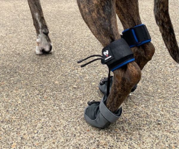 Maximus PawsUp SuperFlex - For Rear Paws - (A Pair) in Blue for Paw Knuckling