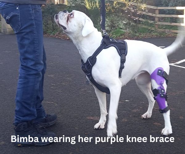 Custom Knee Brace for Your Dog UK - For Cruciate Ligaments, Arthritis or Weak Knees