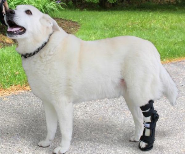 40% Off - Walkin' Full Adjustable Dog Splint - Front or Back Leg (firm)