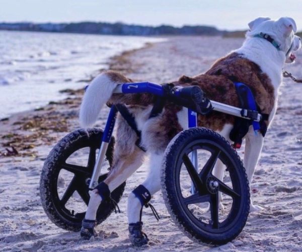 Maximus PawsUp SuperFlex - For Rear Paws - (A Pair) in Blue for Paw Knuckling