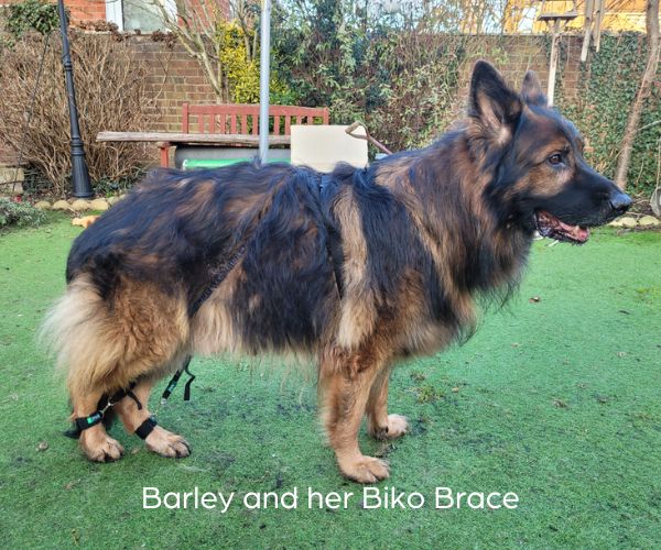 "Barley, our German Shepherd was diagnosed with DM. His Physiotherapist suggested a Biko Brace. For the last six months my boy has enjoyed his walks and been mobile again. It is not a cure but it has given him extra time."