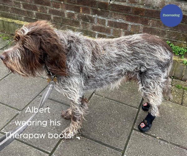 Therapaw Protective Dog Boot (Single Boot) - Extra Thick Sole