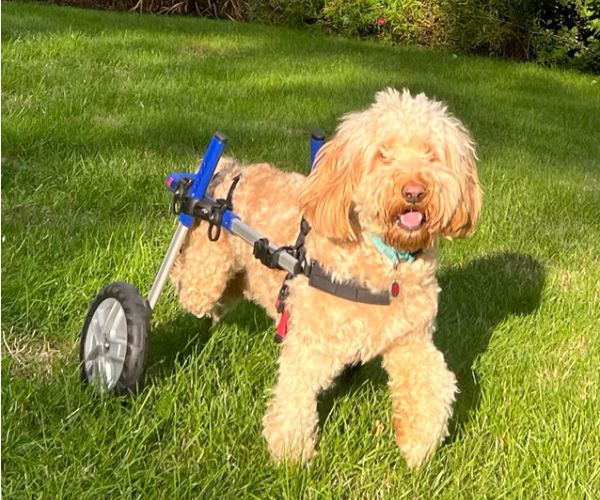 Dog Wheelchair UK - Walkin Wheels