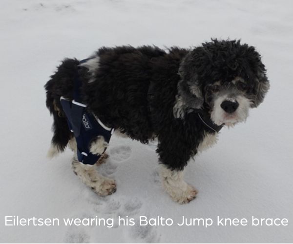 Balto® Jump - Cruciate Ligament Knee Dog Brace