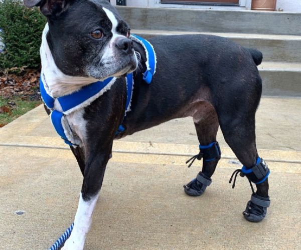 Maximus PawsUp SuperFlex - For Rear Paws - (A Pair) in Blue for Paw Knuckling