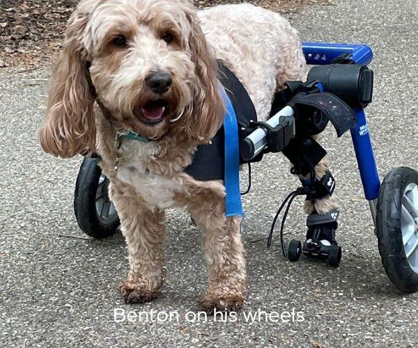 Dog Wheelchair UK - Walkin Wheels
