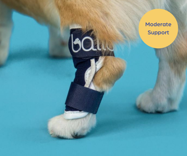 Balto® Hock - Dog Hock Splint Brace (moderate support)