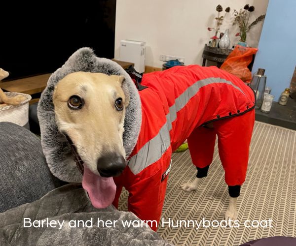 Hunnyboots 'The Coat' - Keep Your Greyhound Warm & Cosy