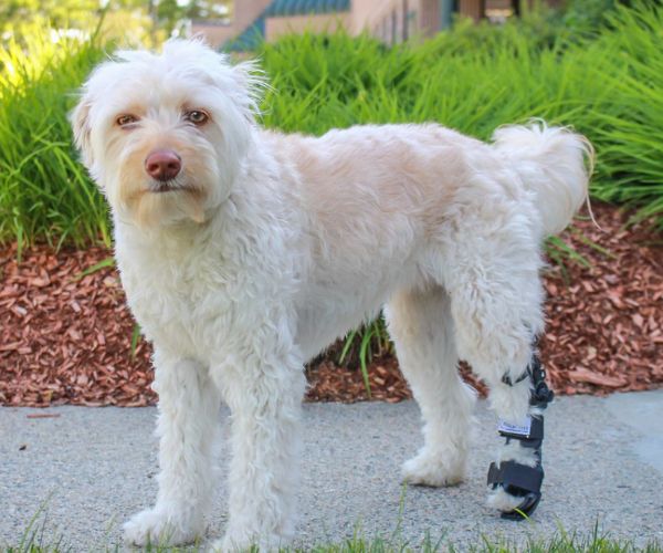 40% Off - Walkin' Full Adjustable Dog Splint - Front or Back Leg (firm)