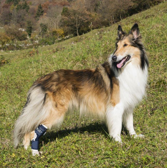 Balto® Hock - Dog Hock Splint Brace - ZOOMADOG