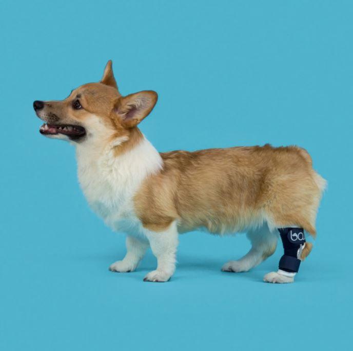 Balto® Hock - Dog Hock Splint Brace - ZOOMADOG