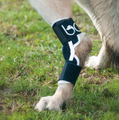 Balto® Hock - Dog Hock Splint Brace - ZOOMADOG